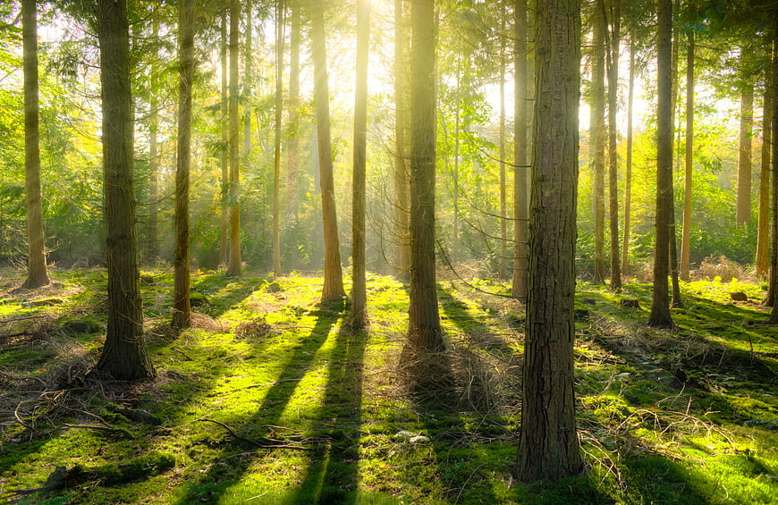 Sunlight streaming through tall trees in a green forest