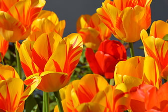 Vibrant Orange and Yellow Tulips in Spring Sunlight