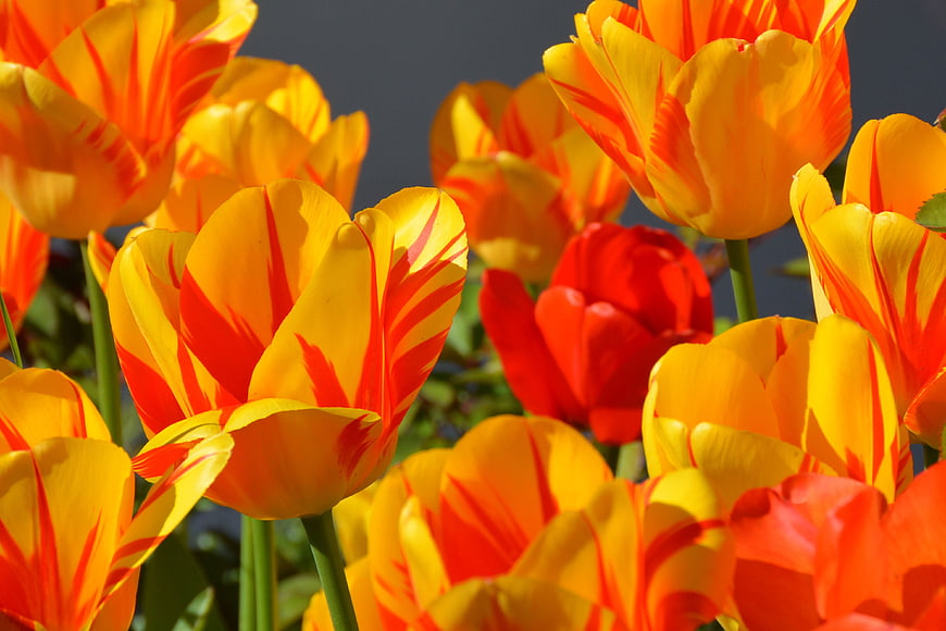 Vibrant Orange and Yellow Tulips in Spring Sunlight