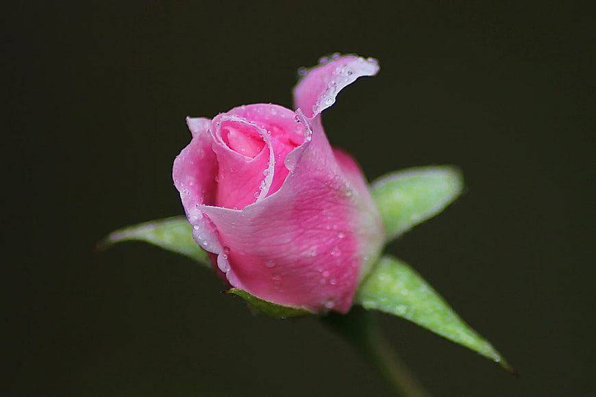 Close-up of a pink rose bud with water droplets