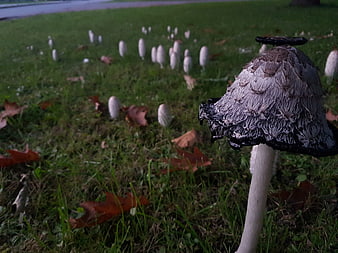 Ink Cap Mushroom Decomposing in Autumn Grass