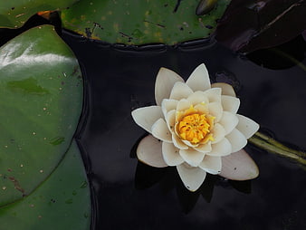 White Water Lily with Yellow Center Floating on Dark Pond