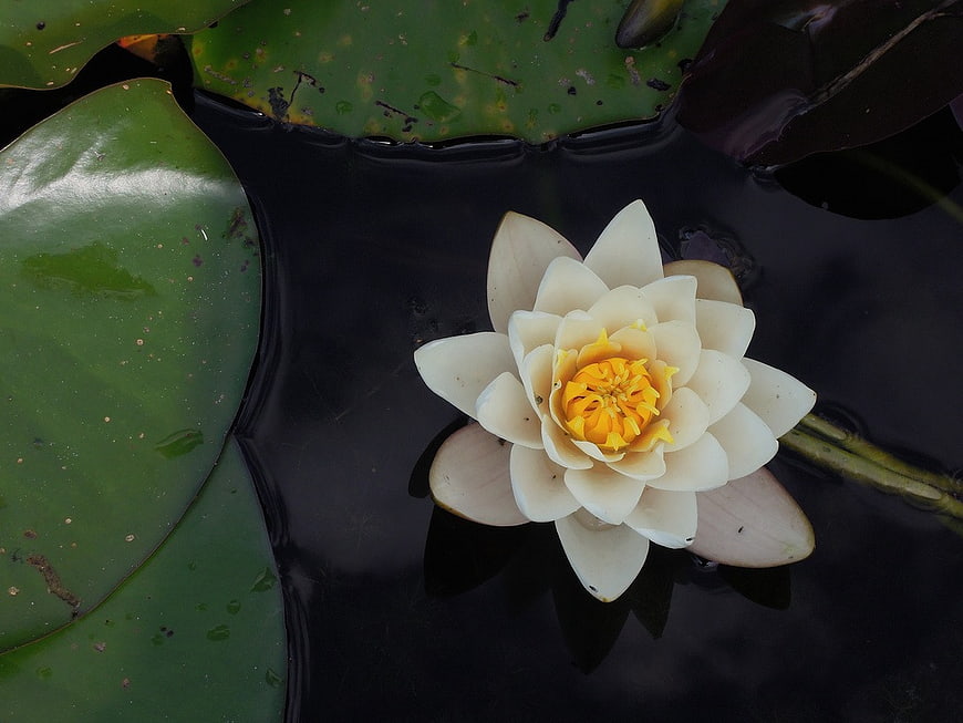 White Water Lily with Yellow Center Floating on Dark Pond