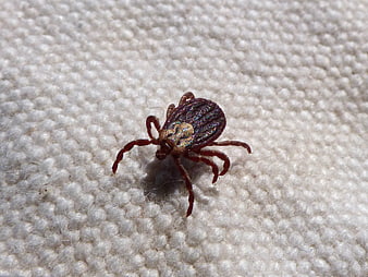Macro close-up of a tick on white fabric