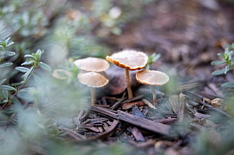 Small wild mushrooms growing in forest mulch