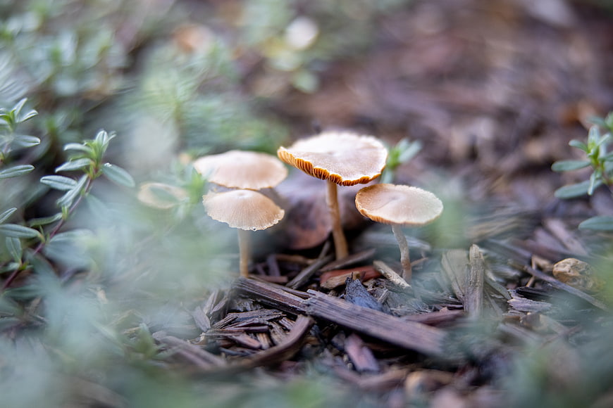 Small wild mushrooms growing in forest mulch