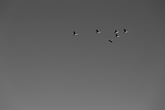 Flock of birds flying in formation against gray sky