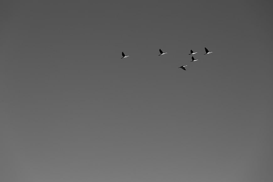 Flock of birds flying in formation against gray sky