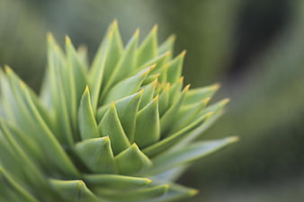 Close-up of Green Succulent Plant with Sharp Leaves