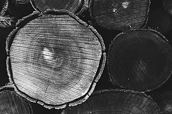 Grayscale Close-Up of Stacked Tree Trunk Cross Sections