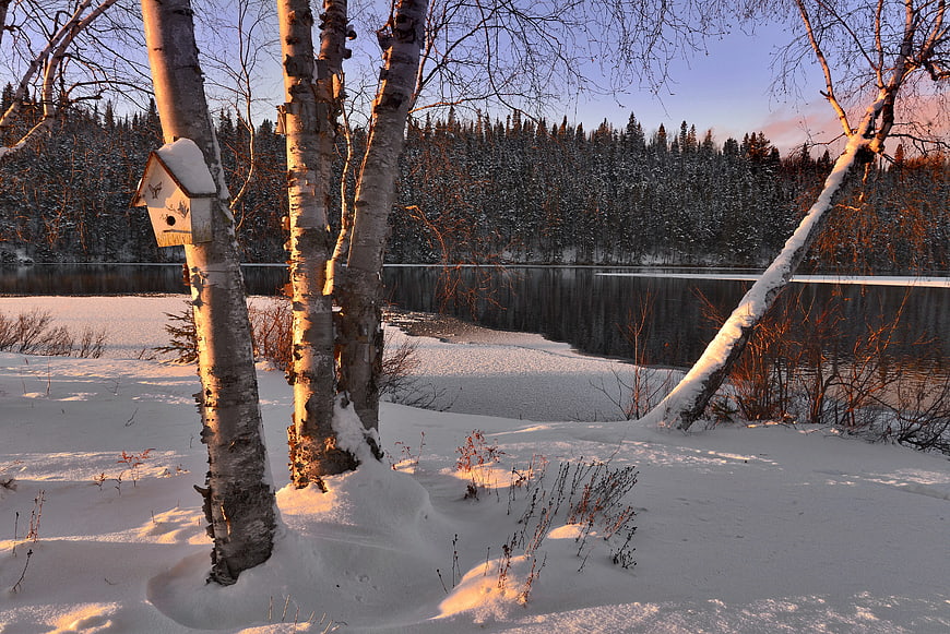 Winter Birch Trees by Frozen Lake at Sunset