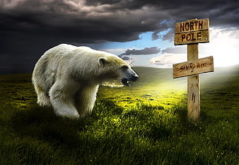 Polar Bear Near North Pole Sign in Green Field
