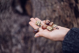 Hand Holding Snails in Nature