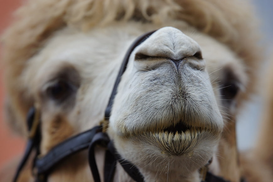 Close-up of a llama face with teeth showing