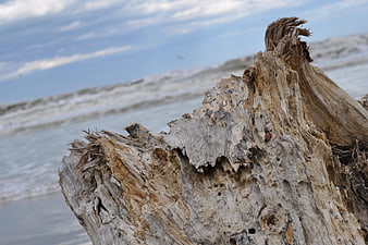 Close-up of weathered driftwood on a beach with ocean waves