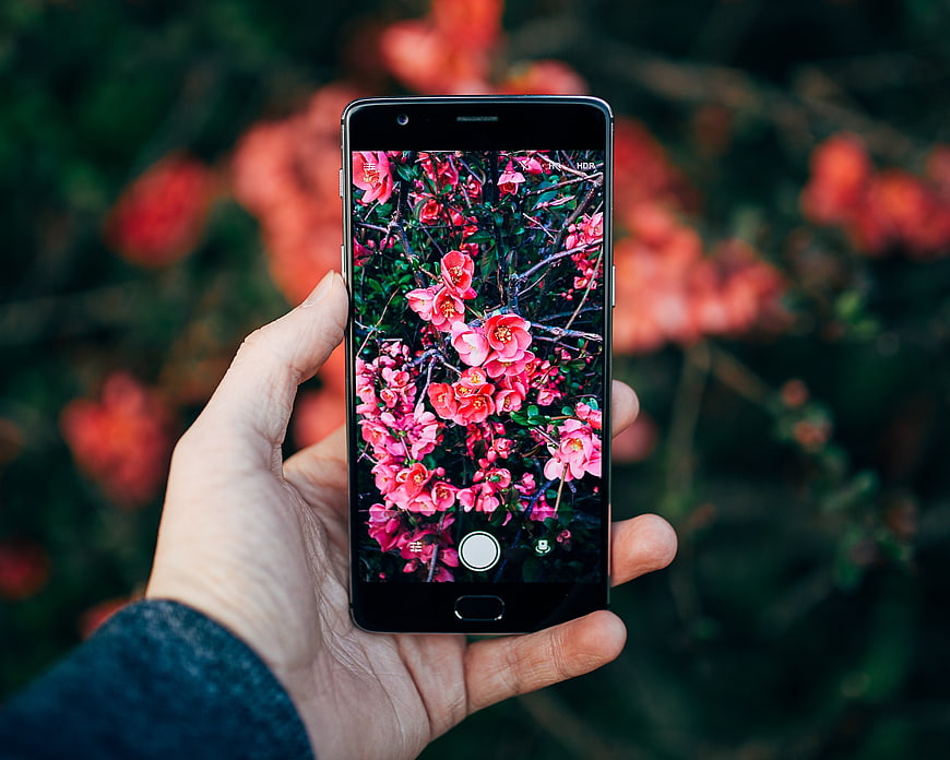 Hand holding smartphone photographing pink flowers in garden