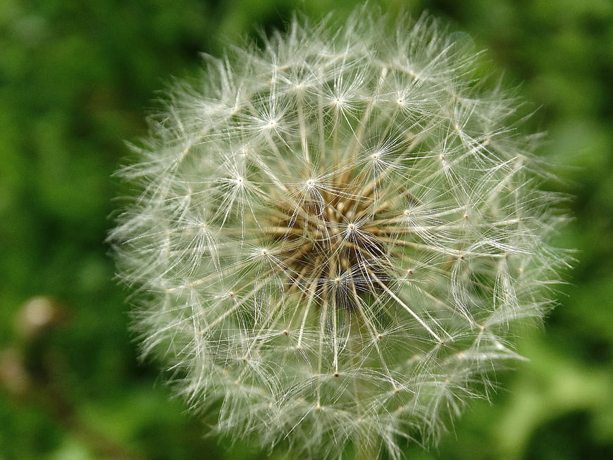 Close-up of a white dandelion seed head against green background