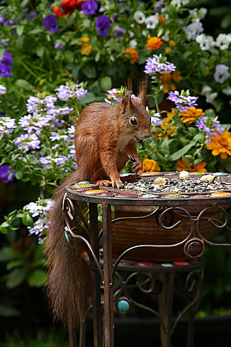 Red squirrel eating seeds on a mosaic garden table