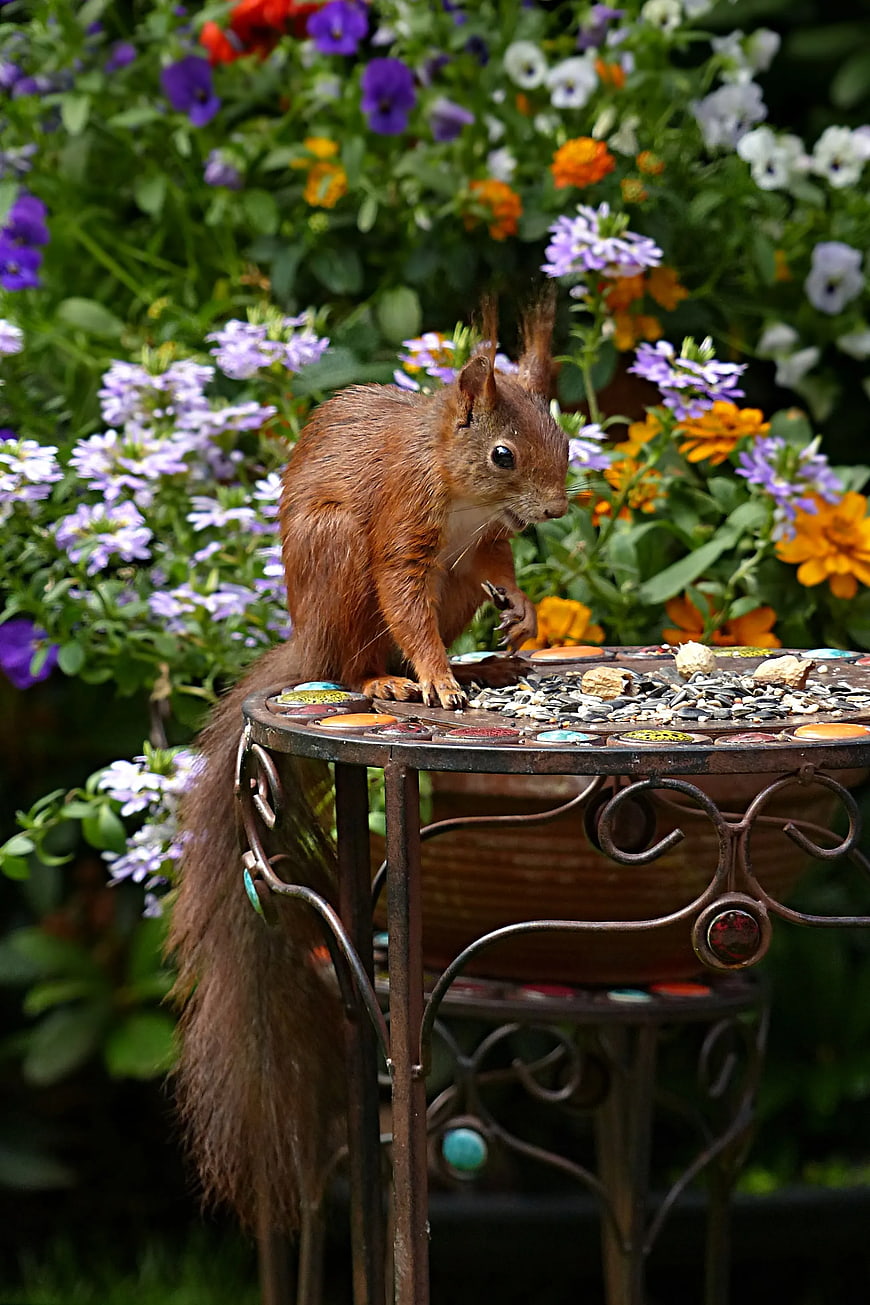 Red squirrel eating seeds on a mosaic garden table