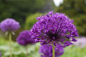 Close-up of vibrant purple allium flower in garden