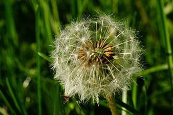 Close-up of a white dandelion seed head in green grass