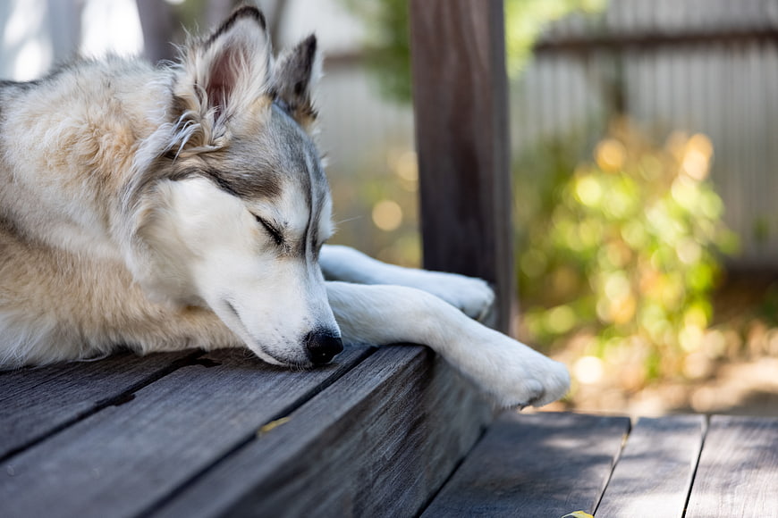 Sleeping Siberian Husky on Wooden Deck