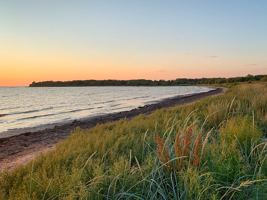 Serene Lake Shore at Sunset with Tall Grass and Forested Island