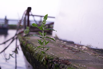 Small green plant growing on mossy concrete edge near water