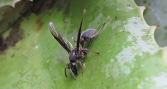 Close-up of a black wasp on a green leaf