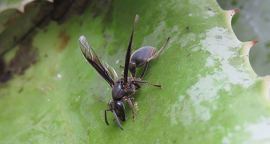 Close-up of a black wasp on a green leaf