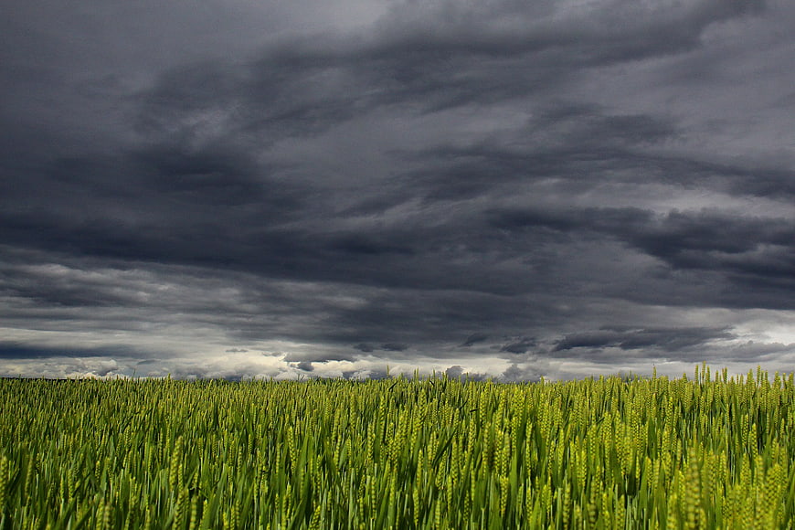Dramatic Storm Clouds Over Vibrant Green Wheat Field