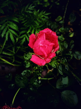 Vibrant Pink Rose with Water Droplets on Dark Green Leaves