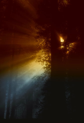 Dramatic Sun Rays Piercing Through Misty Forest Trees