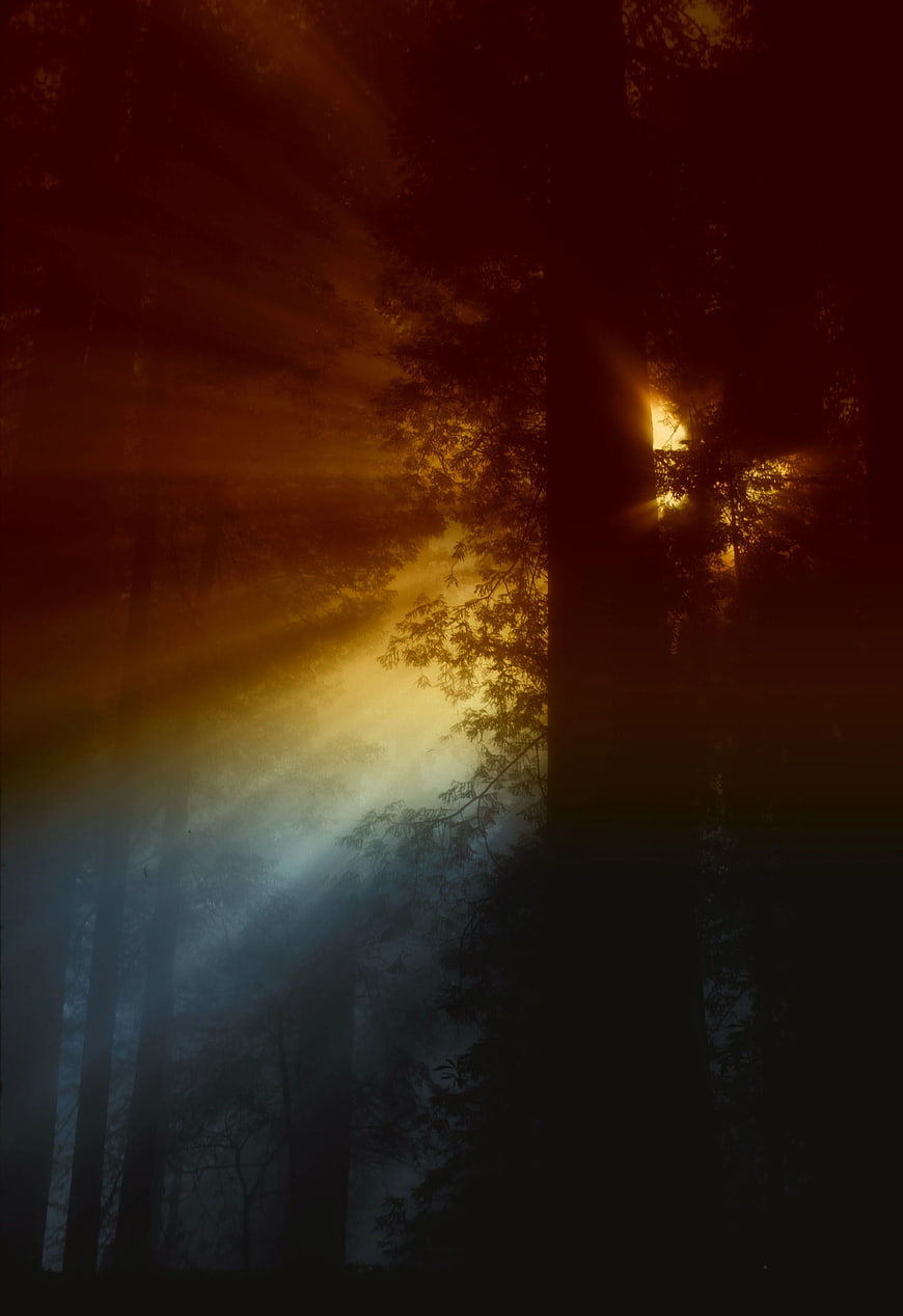 Dramatic Sun Rays Piercing Through Misty Forest Trees