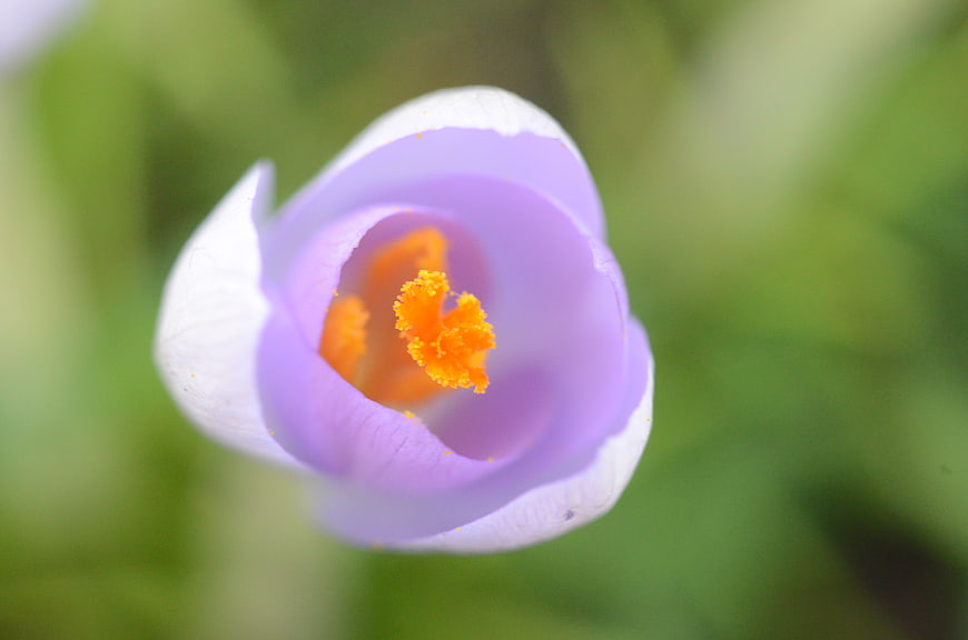 Close-up of a purple crocus flower with orange stamen