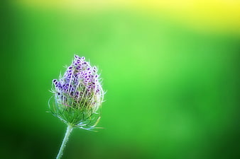 Purple wildflower close-up against a vibrant green bokeh background