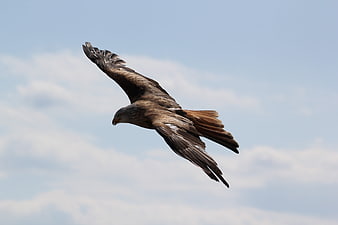 Red Kite Soaring in Blue Sky with Clouds