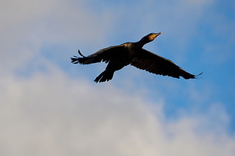 Silhouette of a Flying Cormorant Against Blue Sky