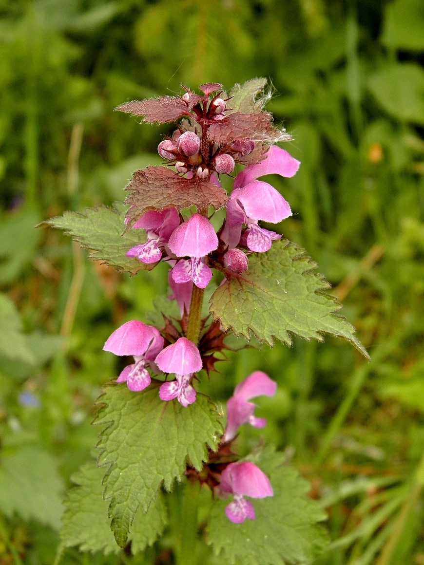 Close-up of pink wildflower with green leaves in nature