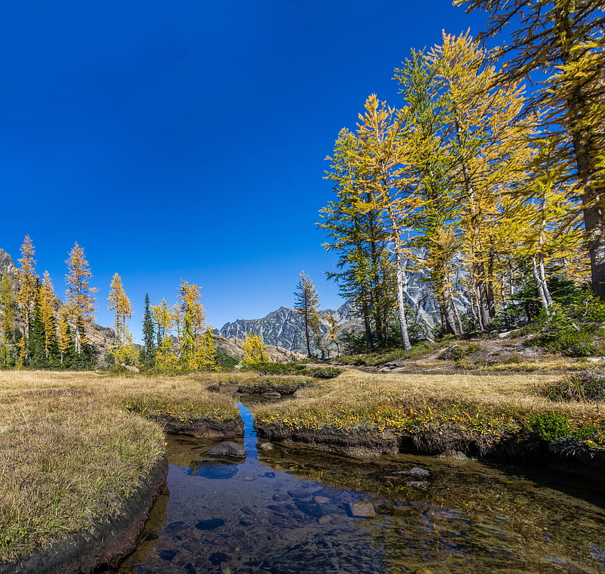 Autumn Mountain Stream with Golden Larch Trees and Blue Sky