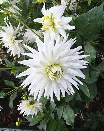 Close-up of white dahlia flowers with water droplets in garden