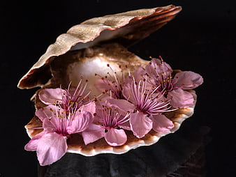 Pink Cherry Blossoms Arranged Inside Open Seashell on Black Background
