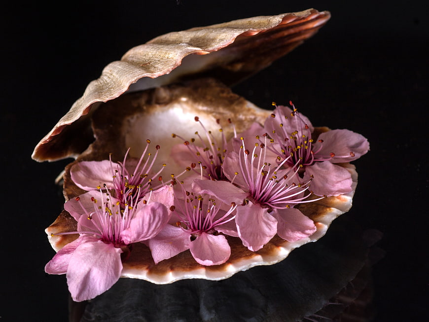 Pink Cherry Blossoms Arranged Inside Open Seashell on Black Background