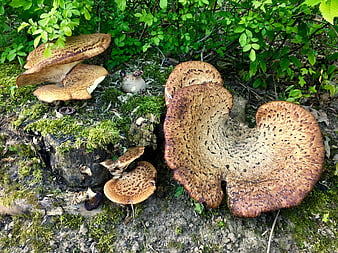 Wild Polypore Mushrooms Growing on Mossy Log in Forest