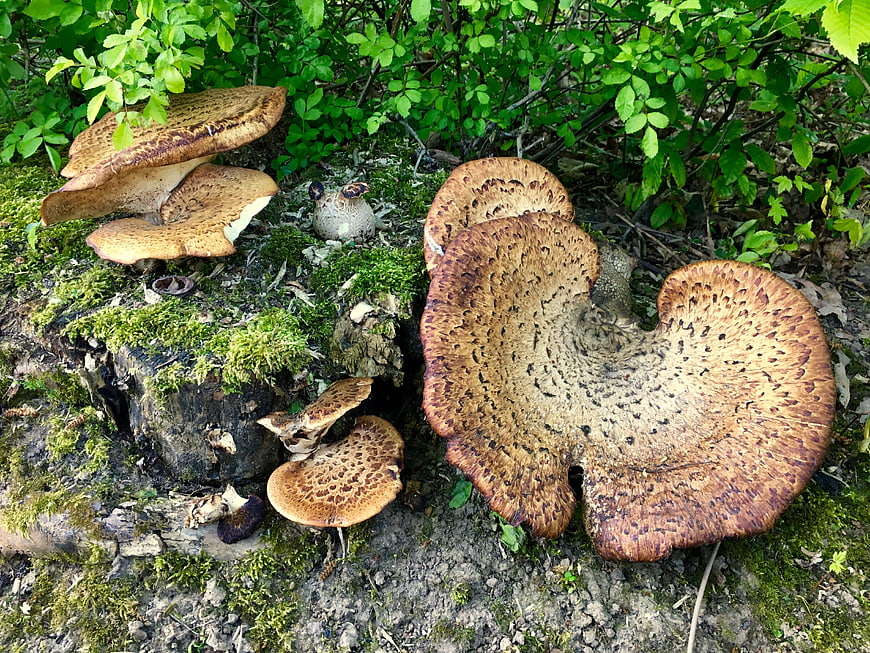 Wild Polypore Mushrooms Growing on Mossy Log in Forest