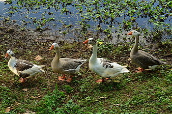 Four Geese Walking In A Row On A Grassy Bank Near A Pond