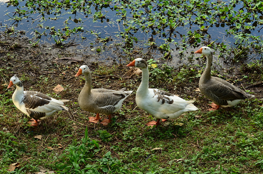 Four Geese Walking In A Row On A Grassy Bank Near A Pond