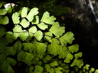 Close-up of vibrant green maidenhair fern fronds