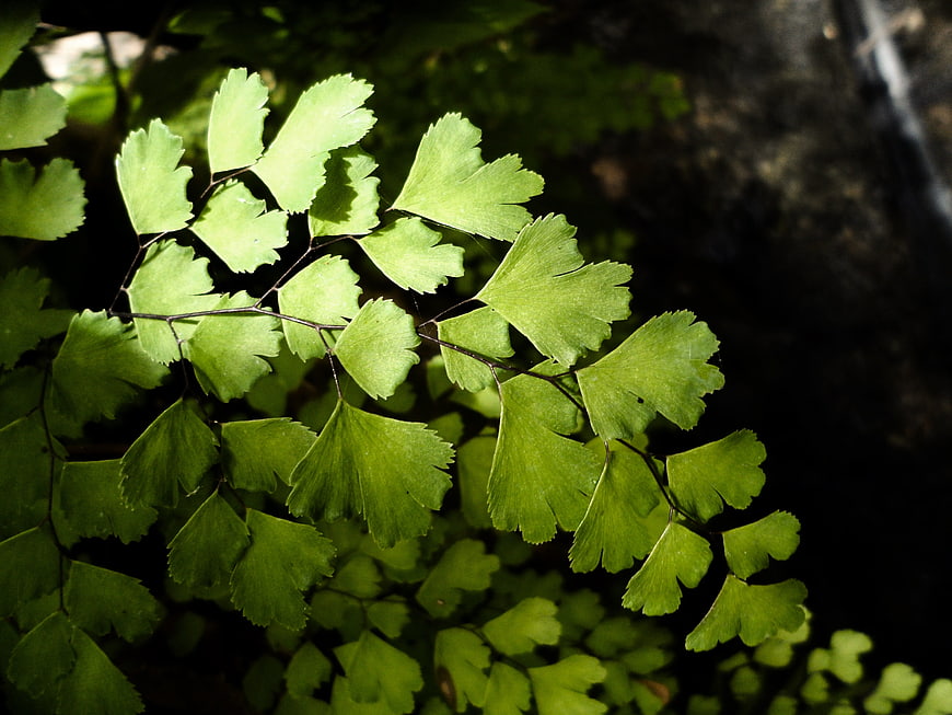 Close-up of vibrant green maidenhair fern fronds