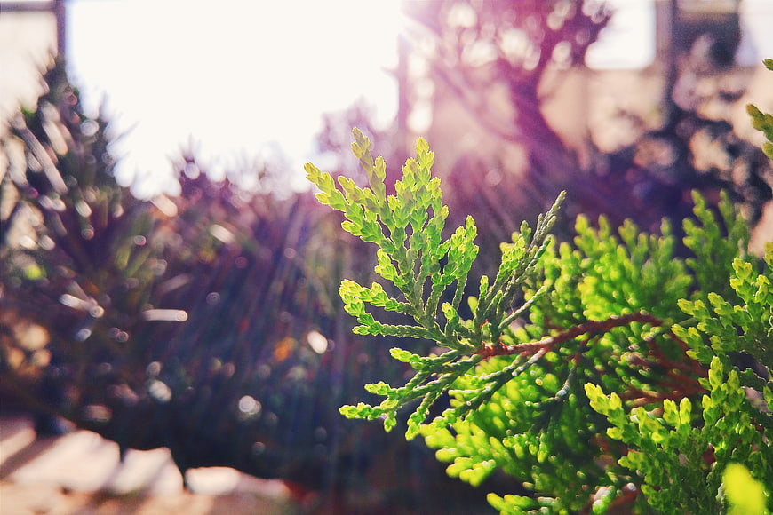 Close-up of green cedar branch with sunlight and bokeh background